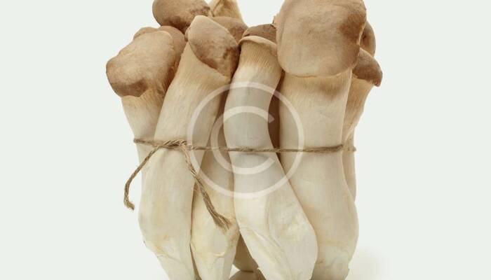 Wild Enoki